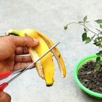 Bananenschillen als natuurlijke bladglans: waarom plantenstylisten dit gebruiken
