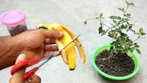 Bananenschillen als natuurlijke bladglans: waarom plantenstylisten dit gebruiken