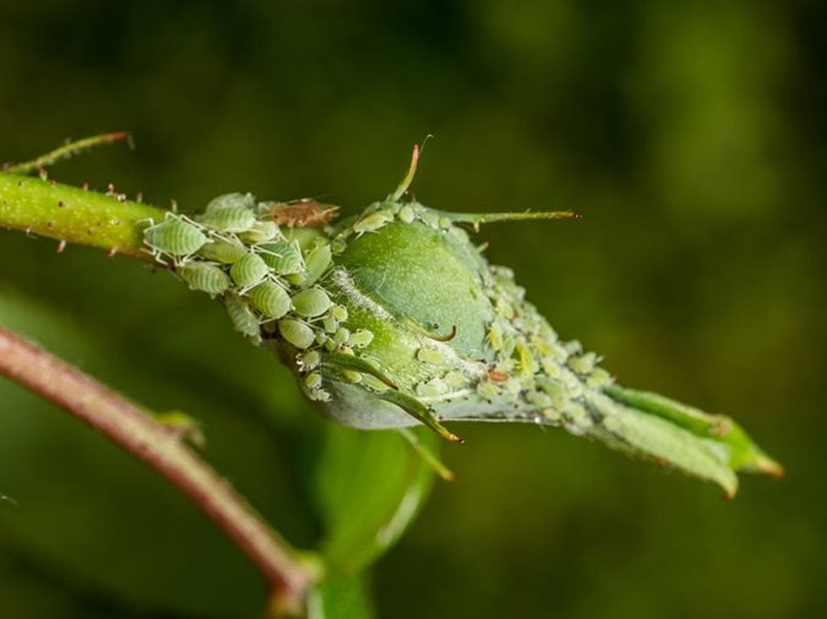 Bananenschillen tegen luizen in je moestuin: de oplossing waar tuincentra zwijgen over - image 1