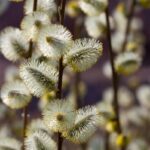 Deze winterplanten-fout maakt je hele collectie kapot