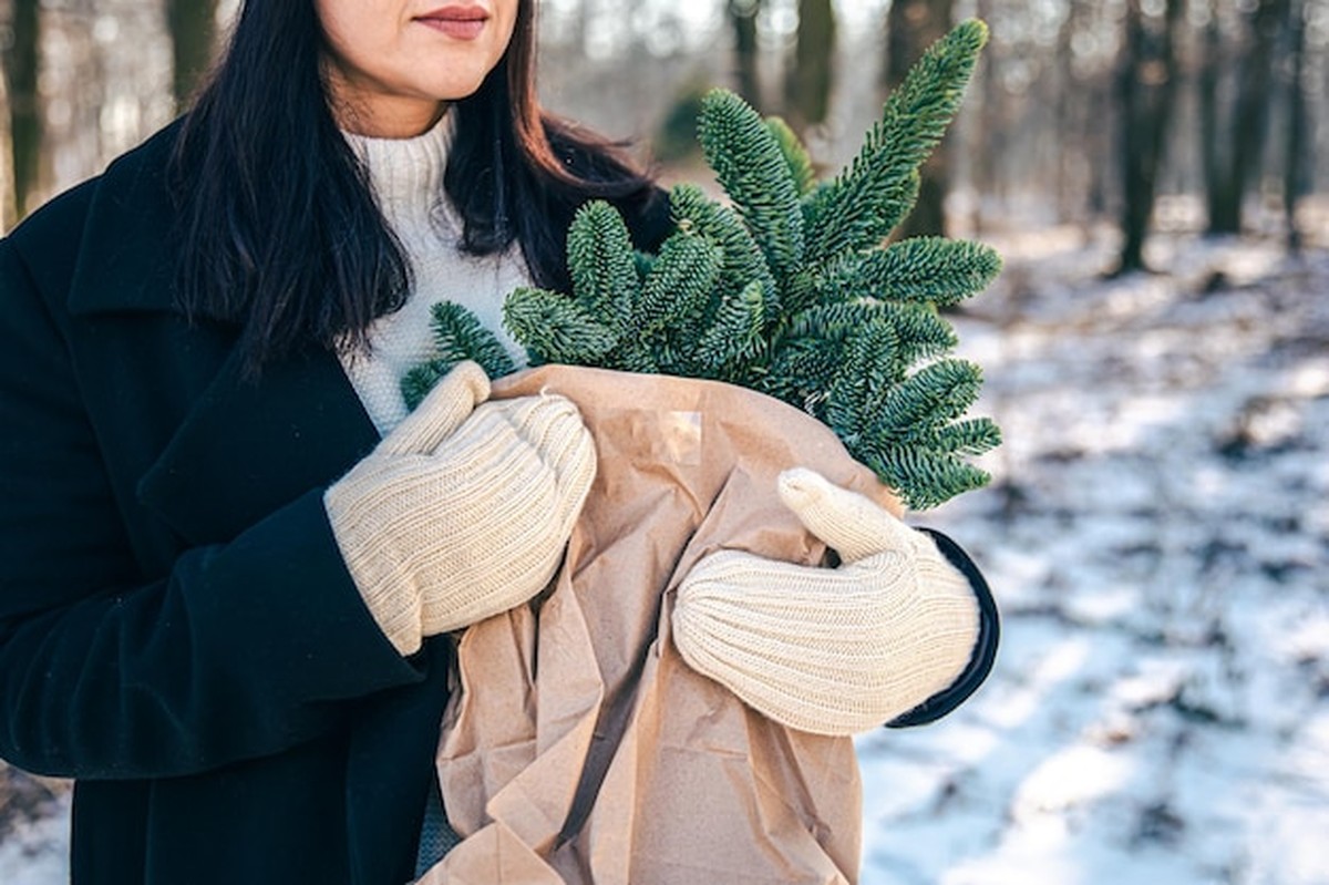 Deze winterplanten-fout maakt je hele collectie kapot - image 2