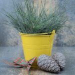 Dit foute winterse plantentrick kost je bijna elk jaar je groensten