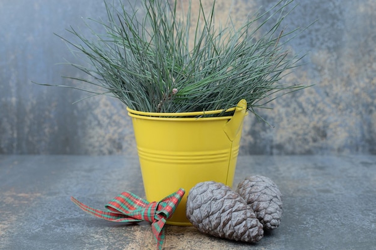 Dit foute winterse plantentrick kost je bijna elk jaar je groensten - image 1