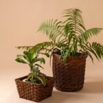 Dit plantje in je slaapkamer verandert je winterlucht in één maand