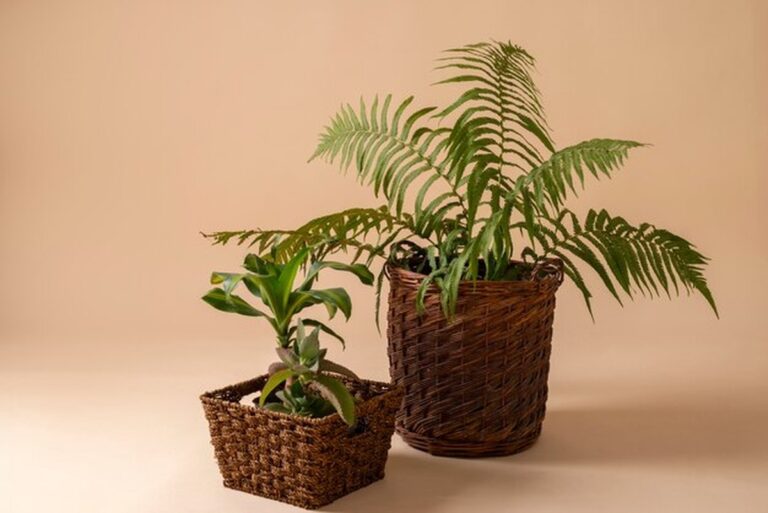 Dit plantje in je slaapkamer verandert je winterlucht in één maand