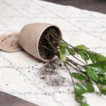 Één geheim waarom jouw kamerplanten nu doodgaan