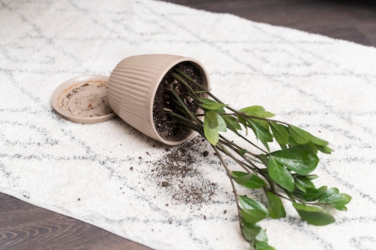 Één geheim waarom jouw kamerplanten nu doodgaan