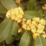 Een laurierblad in je bloem: het 100 jaar oude truukje tegen ongedierte