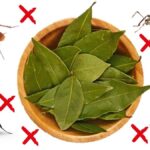 Een laurierblad in je bloem: het 100 jaar oude geheim tegen ongedierte