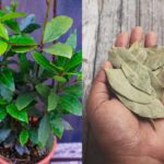 Een laurierblad in je bloem: het 100 jaar oude trucje tegen ongedierte