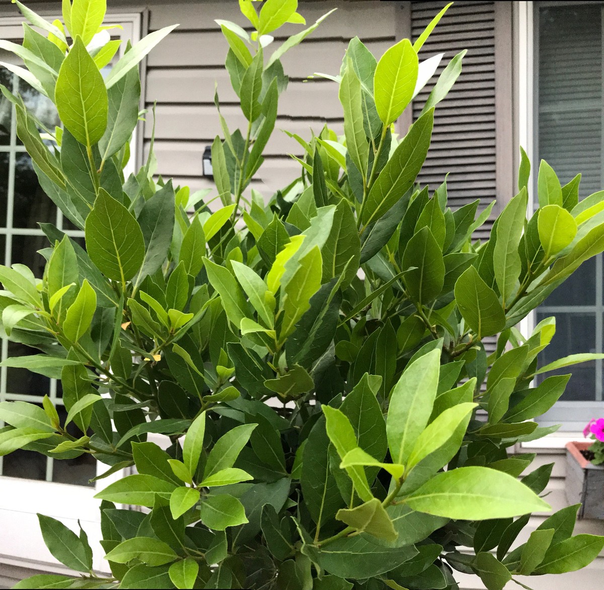 Een laurierblad in je bloem: het 100 jaar oude geheim tegen ongedierte - image 1