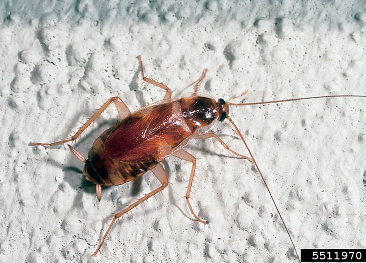 Een laurierblad in je bloem: het 100 jaar oude geheim tegen voedselmoties - image 2