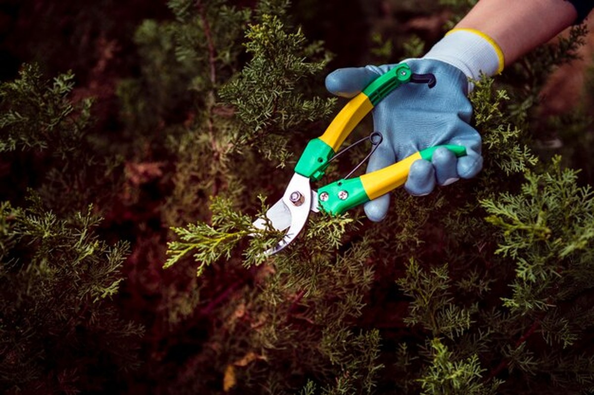 Hoe verwijder je dennennaalden in 5 minuten met één huishoudmiddel - image 1