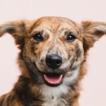 Huisdierencamera's getest: welke echt de moeite waard is