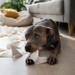 Je huisdier is gestrest in december – dit helpt echt