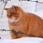 Je oude kat fijner doorheen winter: zo zorg je voor comfort