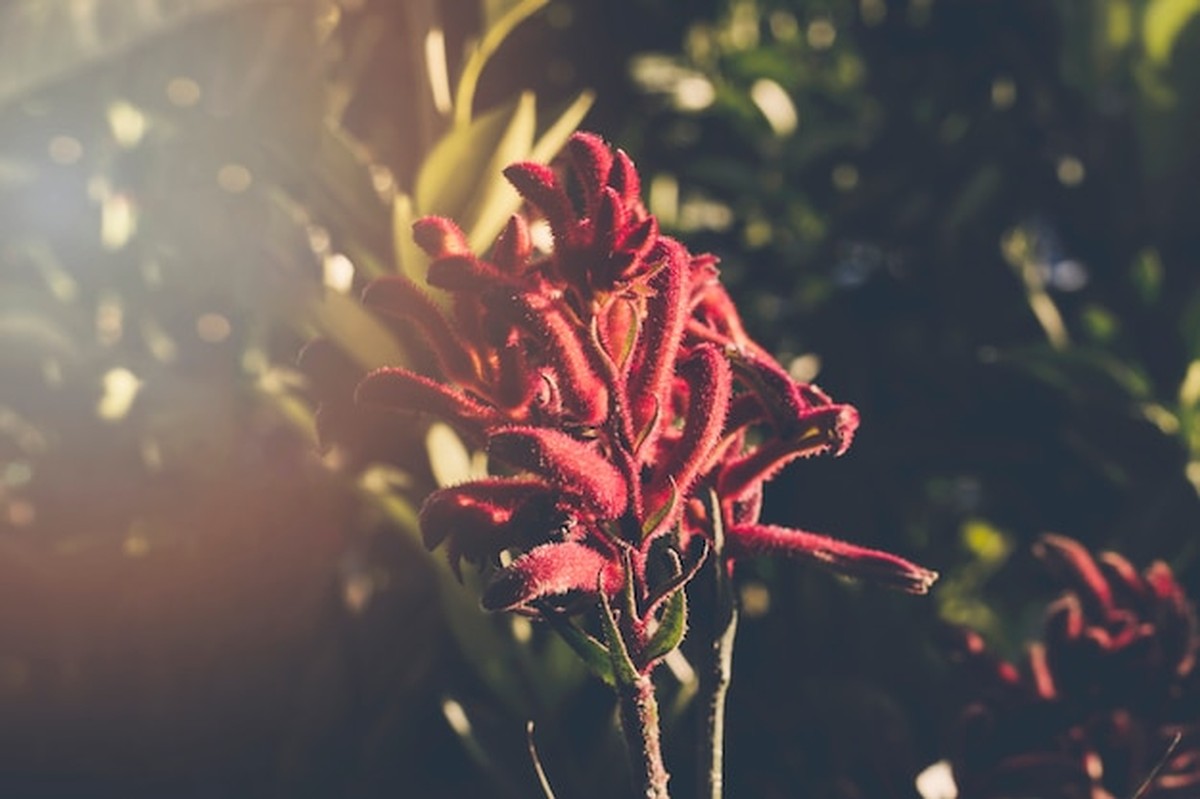 Какие растения пережидают темный сезон в доме - image 2