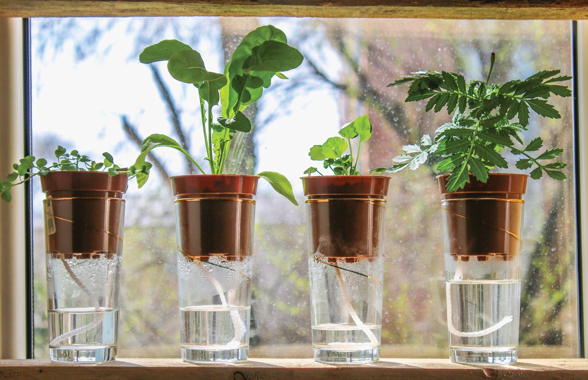 Kartonnen eieren karton onder je planten: de vochttruc die water bespaart - image 1