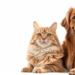 Kat of hond: welk huisdier past bij jouw leven