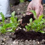 Koffiedik in je plantenbak? Tuiniers zweren erbij