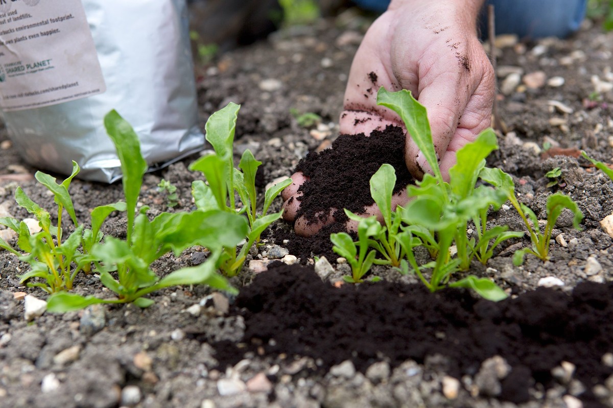 Koffieprut in je plantenbak: hoe professionele tuinders onkruid voorkomen