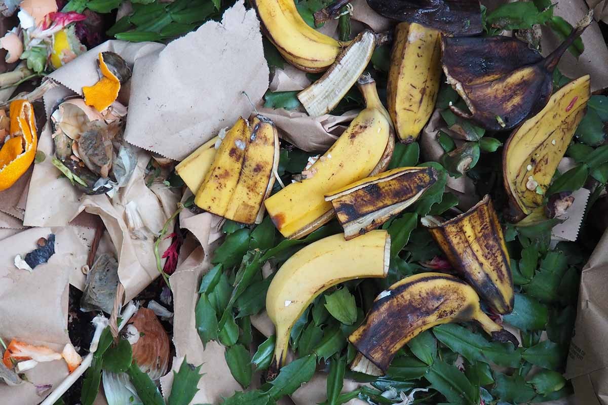 Kokend water met bananenschil: waarom tuinders dit nooit weggooien