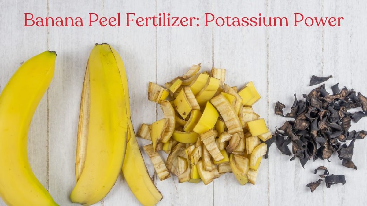 Kokend water met bananenschil: waarom tuinders dit nooit weggooien - image 1