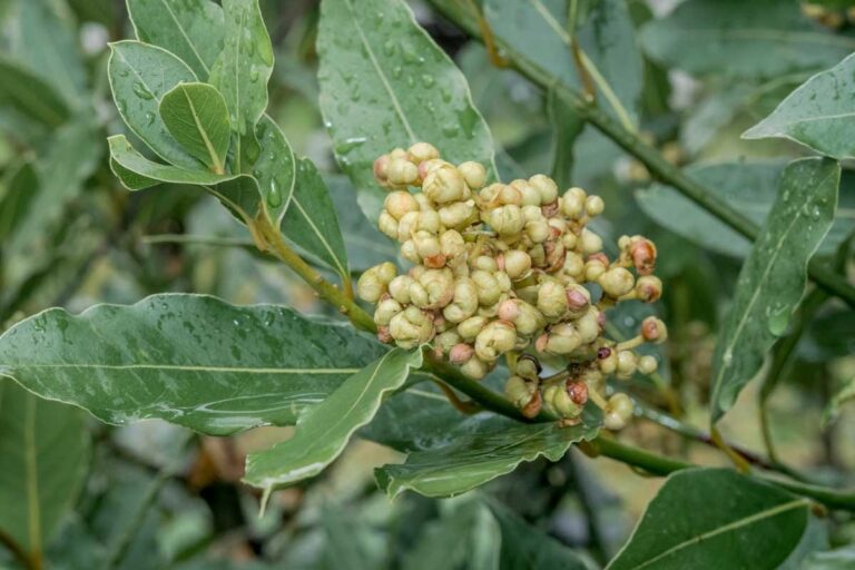 Laurierblad in je bloem: het 100 jaar oude trucje tegen ongedierte