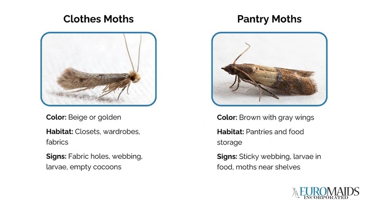 Laurierblad in je bloem: het eeuwenoude trucje tegen voedselmottes - image 1