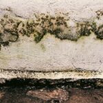 Schimmel in huis: drie simpele gewoontes die het voorkomen