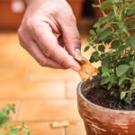 Teabags in je plantenpotten: het vochtgeheim van tuiniers