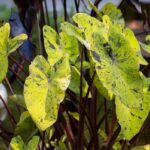 Waarom je geel wordende planten nu nog kunt redden met dit ene truutje