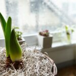Winterplanten die bijna niet dood kunnen gaan in huis