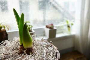 Winterplanten die bijna niet dood kunnen gaan in huis