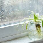 Winterplanten overleven de verwarming: dit trucje maakt het verschil